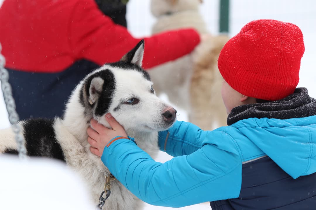 husky